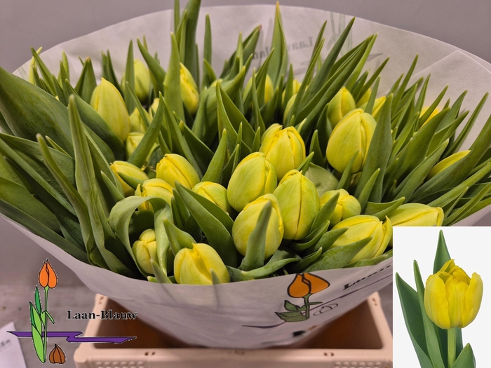 <h4>TU DU DOUBLE TROUBLE</h4>