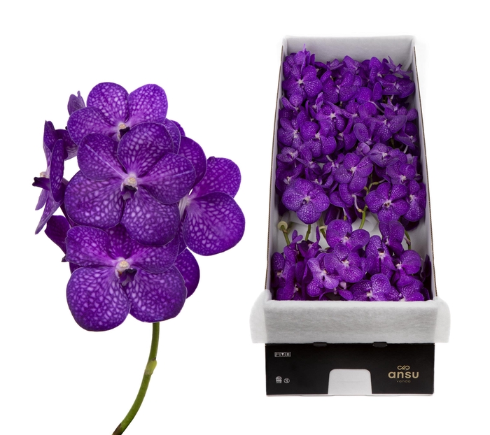 <h4>Vanda Bright Purple X16</h4>