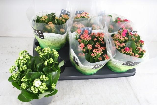 <h4>KAL GE GEM 5 KL</h4>