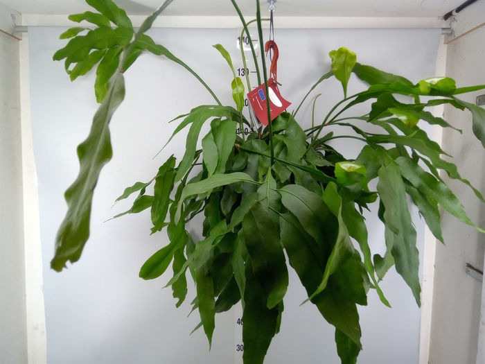 <h4>Epiphyllum   ...</h4>