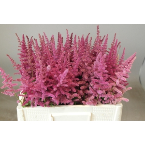 Astilbe Loud And Proud