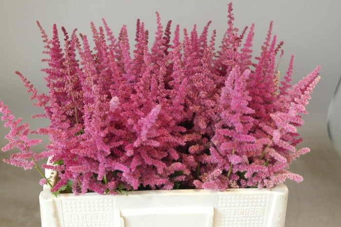 <h4>Astilbe Loud And Proud</h4>