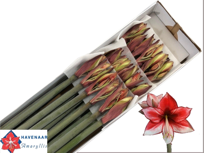 <h4>HIPP DI CHARISMA</h4>