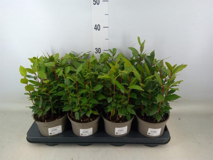 <h4>Laurus nobilis</h4>