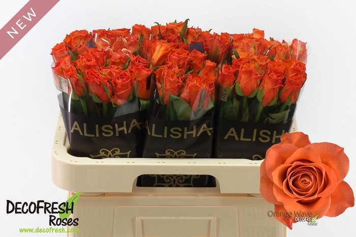 <h4>R Gr Orange Wave</h4>