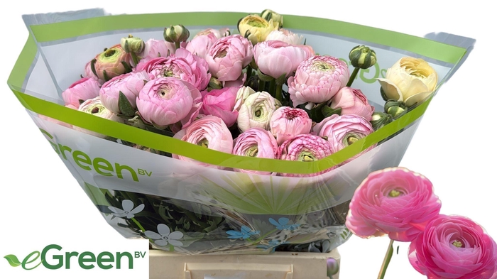 <h4>RAN JULIETTE</h4>