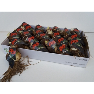 BLOEMBOL HIPPEASTRUM