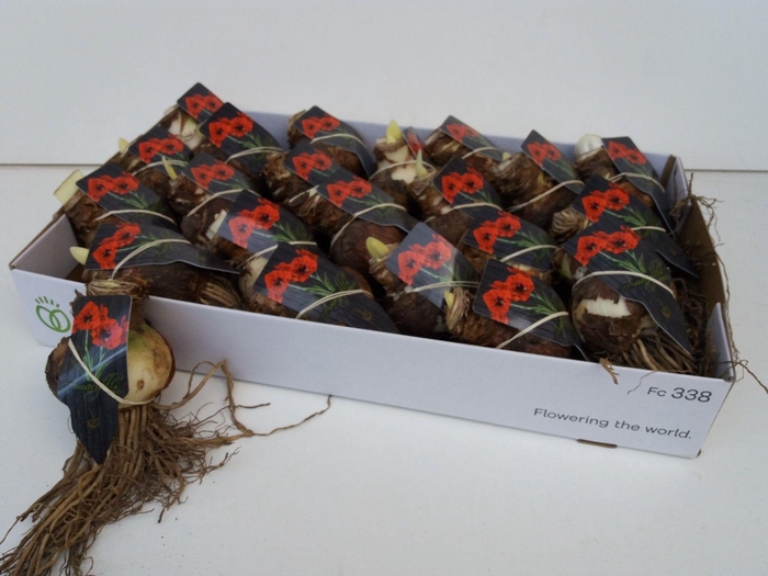 <h4>BLOEMBOL HIPPEASTRUM</h4>