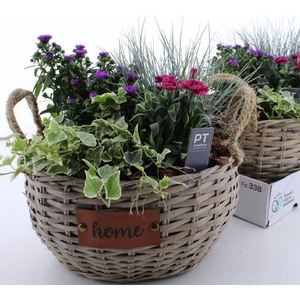 ARR TUINPLANTEN