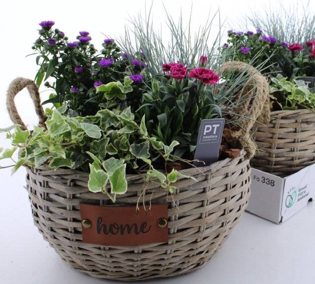 <h4>ARR TUINPLANTEN</h4>