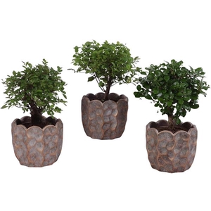 Bonsai Indoor Mix Ø12cm Ball Shape in Ø15cm Ceramic PL670