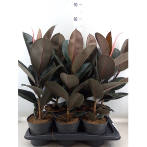 Ficus elastica 'Abidjan'