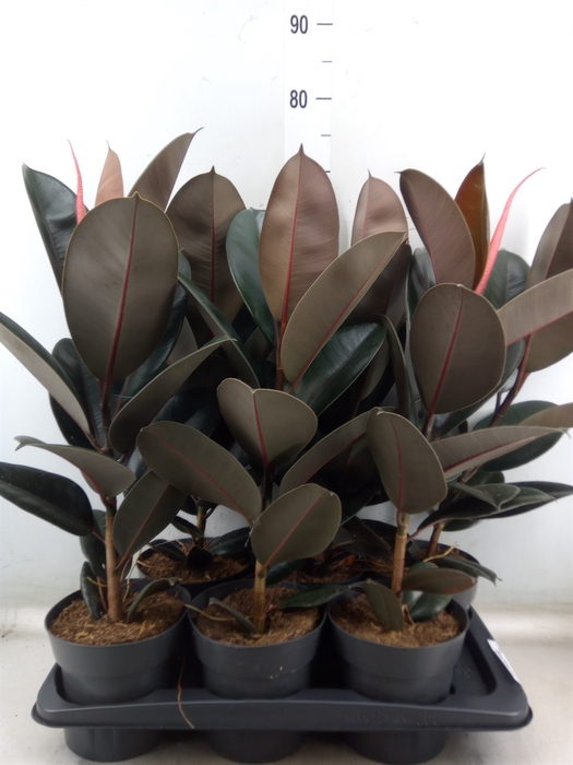 <h4>Ficus elastica 'Abidjan'</h4>