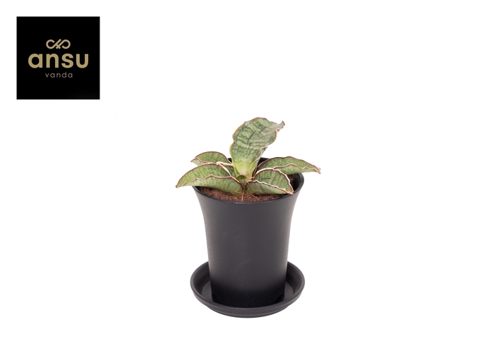 <h4>Sansevieria Star Green Granite</h4>