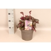 vaste planten 19 cm  Heuchera Hip Hip Hooray