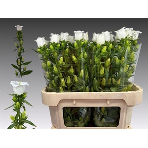 Camp M Champion White