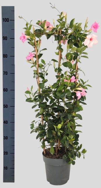 <h4>MANDE SUN CR PINK</h4>