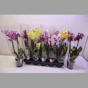Phal Gem 4 Kl