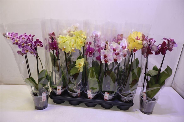 <h4>Phal Gem 4 Kl</h4>