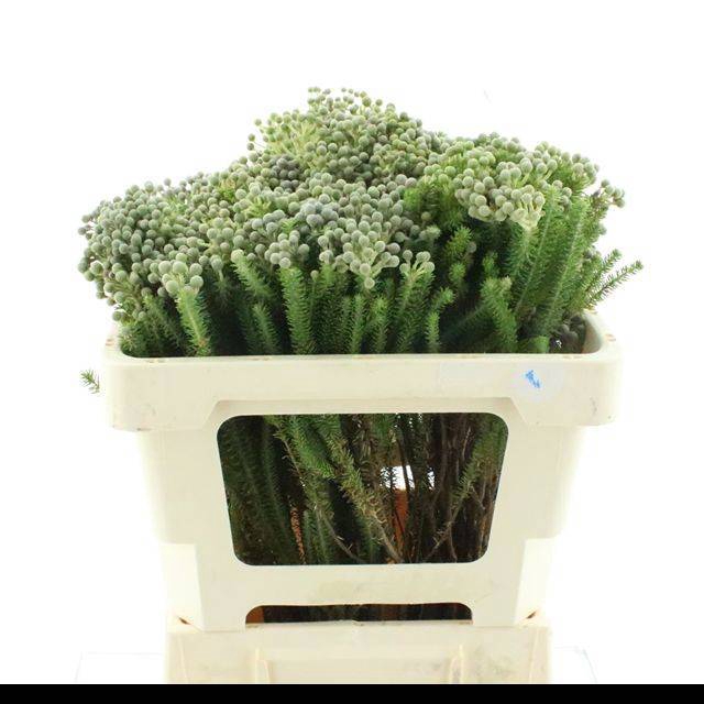 <h4>KAAPS GROEN</h4>