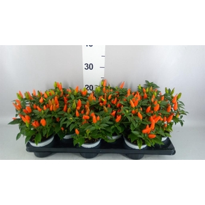 Capsicum annuum 'Favorit Orange'