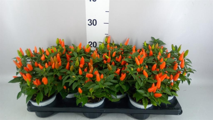 <h4>Capsicum annuum 'Favorit Orange'</h4>
