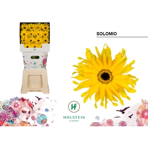 Gerbera Pasta Solomio Diamond