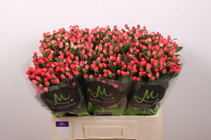 <h4>HYP SISU FLIRT</h4>