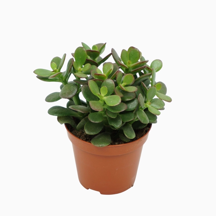 <h4>Crassula ovata 'Minor'</h4>