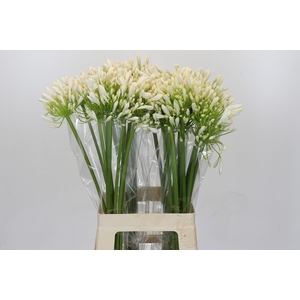 Agapanthus White Heaven