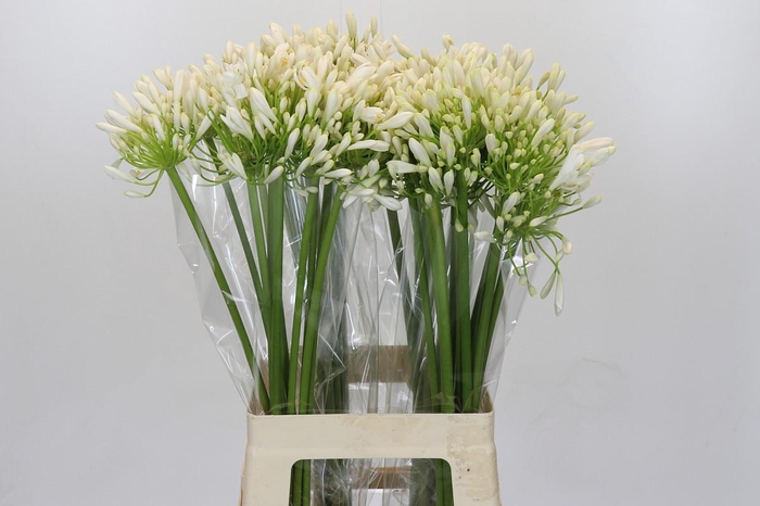 <h4>Agapanthus White Heaven</h4>