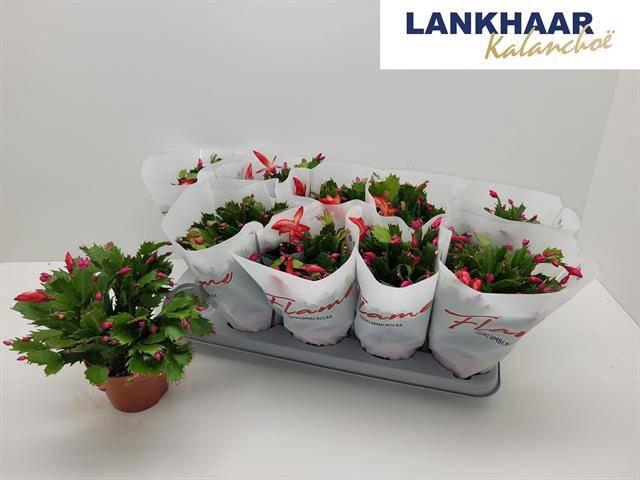 <h4>SCHLUMB FLAME RED</h4>