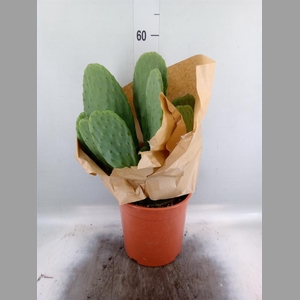 Opuntia