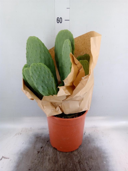 <h4>Opuntia</h4>