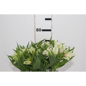 ALSTROEMERIA PRESTIGE 080 CM BRANCO