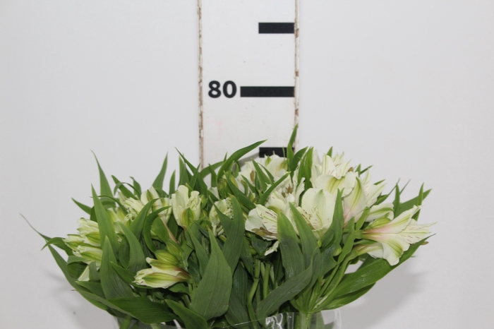<h4>ALSTROEMERIA PRESTIGE 080 CM BRANCO</h4>