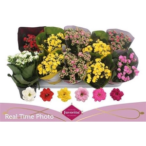 KAL GE PERF GEM 6 KL