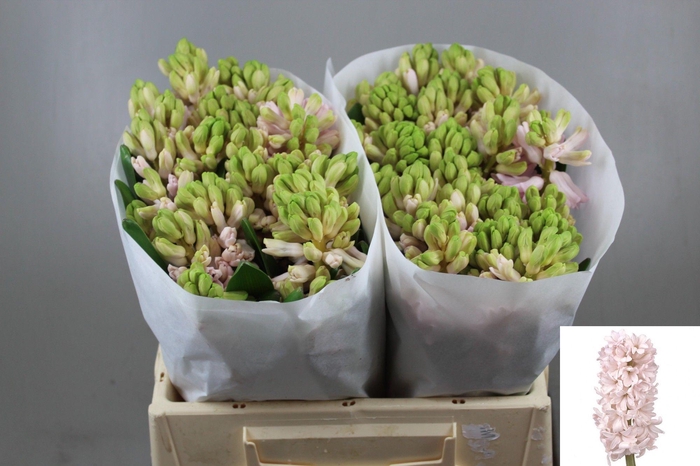 <h4>HYAC CHINA PINK</h4>