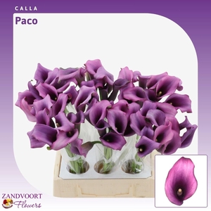 Calla Paco