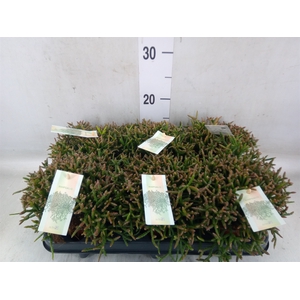 Rhipsalis burchellii