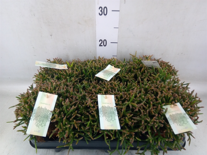 <h4>Rhipsalis burchellii</h4>