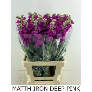 MATTH IRON DEEP PINK