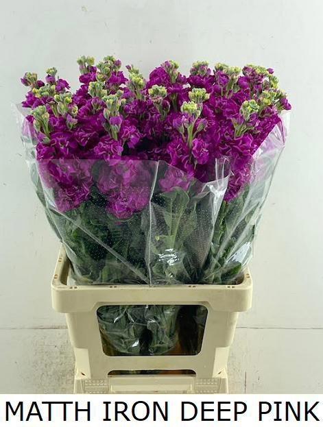 <h4>MATTH IRON DEEP PINK</h4>