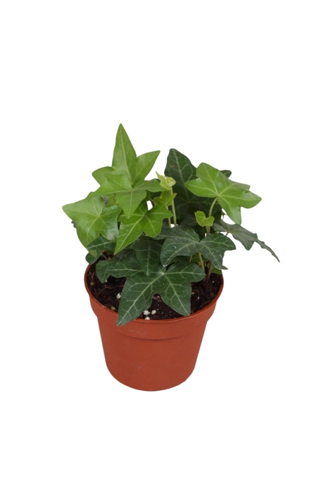 <h4>Hedera helix groen</h4>