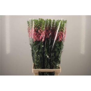 Antirrhinum It. Pink