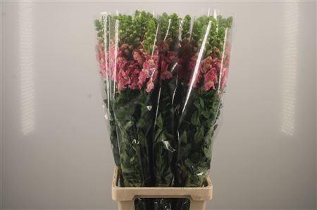 <h4>Antirrhinum It. Pink</h4>
