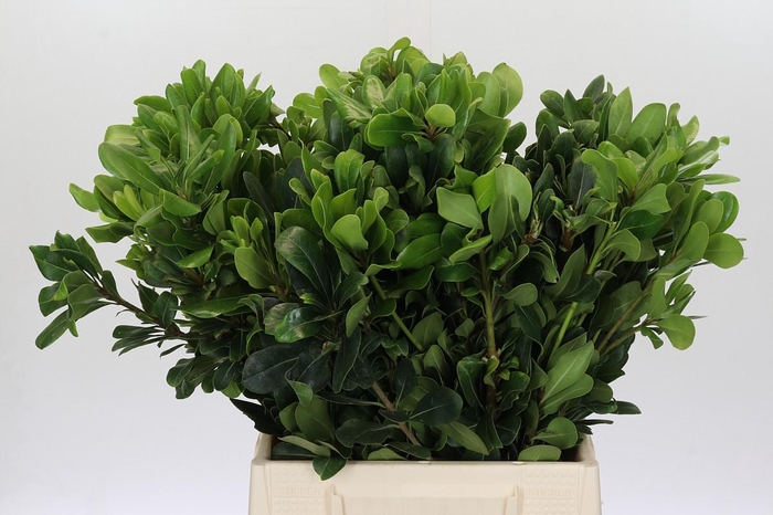 <h4>Pittosporum Nurit</h4>