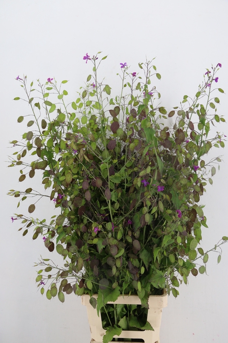 <h4>LUNARIA ANN PAARSE P</h4>