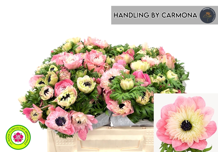 <h4>ANEM CO LEVAN ROSA</h4>