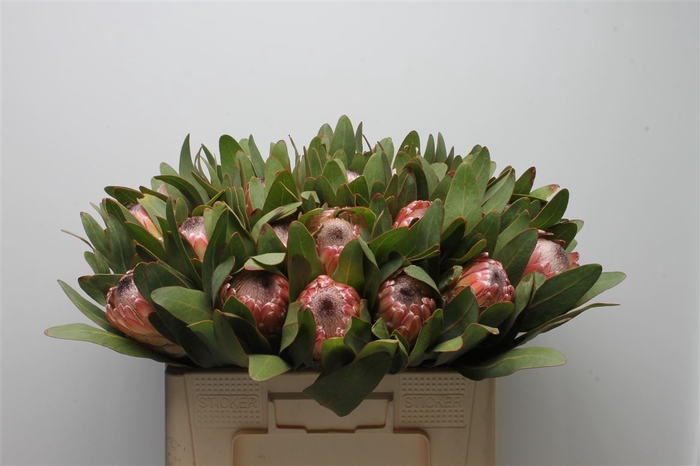 <h4>Protea Susara</h4>